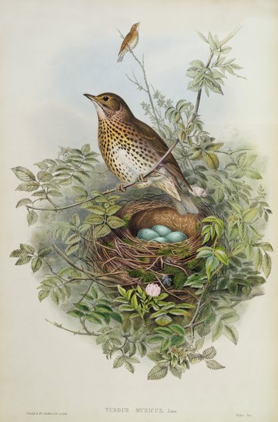 Drossel, 1873 von John Gould